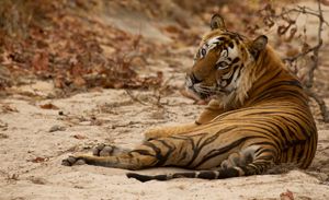tiger